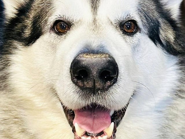 Mal stands more than 6ft tall and weighs 13st (182lbs).