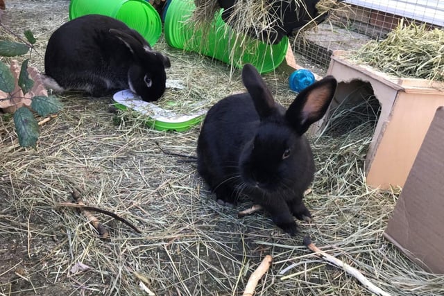 Hula and Pringle are one-year-and-ten-months and eight months old respectively. They are female dwarf lop rabbits and were admitted August 2021.