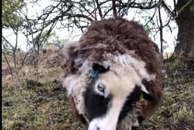 Wonky the sheep, who had to be put down after a dog attack