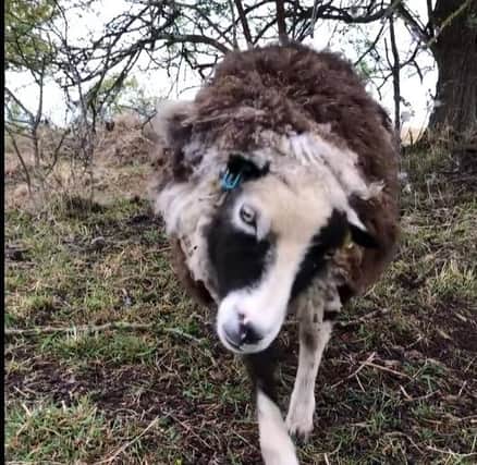 Wonky the sheep, who had to be put down after a dog attack