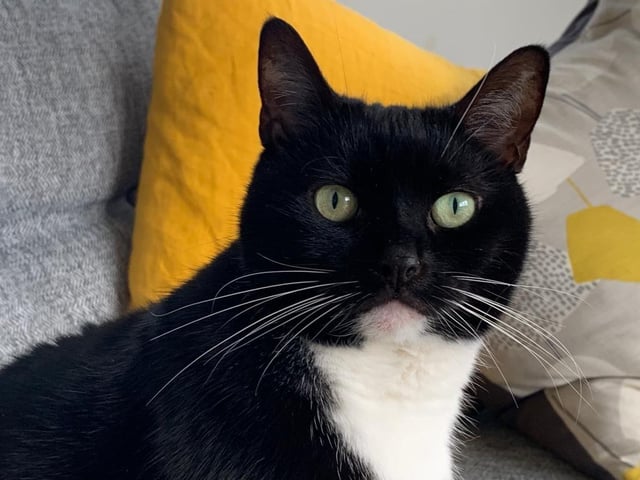 Poppet is a domestic short hair cat. She is nine years and nine months old and was admitted in July 2021.