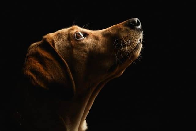 Freelance photographer Greg Lompert is offering free pet photography sessions to villagers in our region (image: Greg Lompert)