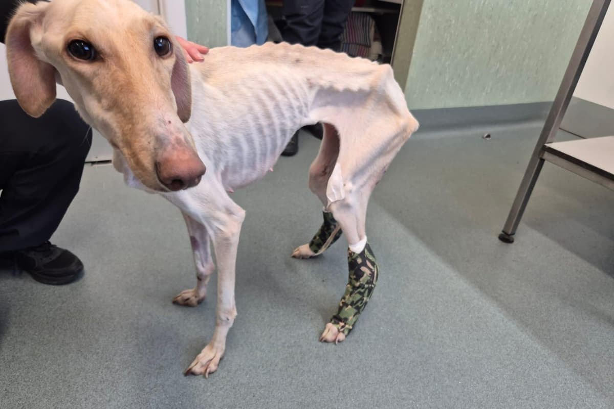 „Peanut“ verbringt Weihnachten in einem liebevollen Zuhause ...