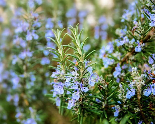 blossoming rosemary plants in the herb garden, selected focus, narrow depth of field