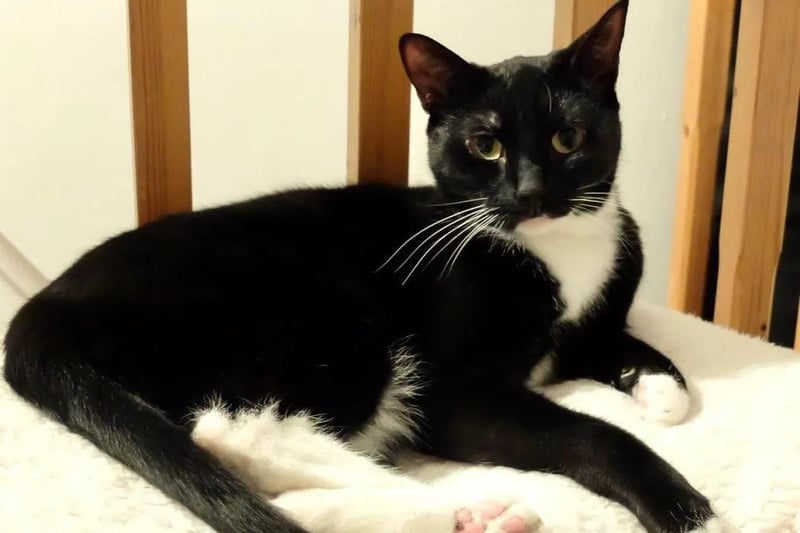 Dora is a two year old female cat, who can live with cat-friendly dogs - but not other cats or small pets.  She will need a quiet household with responsible children aged 13+ or an adult only home.