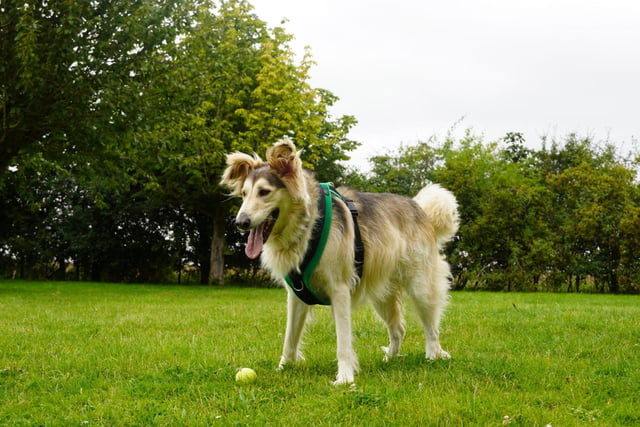 Mally is a five-year-old crossbreed. He was admitted in November 2021.