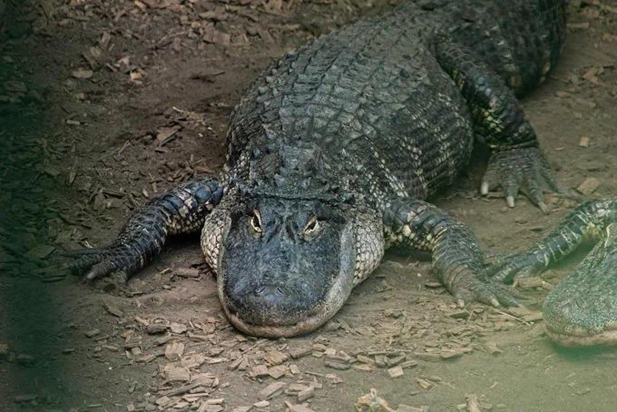 Dreijähriger Junge nach Krokodilangriff im Zoo von Huntingdonshire wieder ...