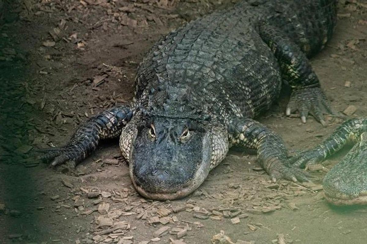Dreijähriger Junge nach Krokodilangriff im Zoo von Huntingdonshire wieder ...