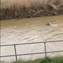 A dolphin in the River Welland. Credit: Madi Corby.