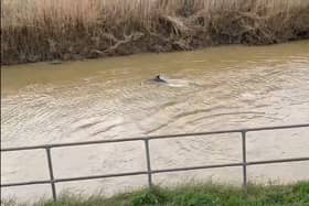 A dolphin in the River Welland. Credit: Madi Corby.