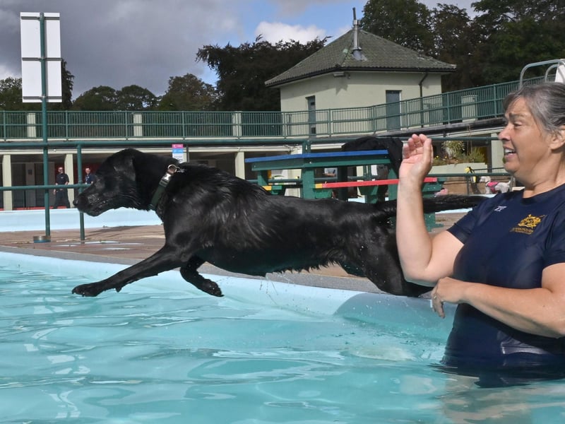 Dog swimming session at Peterborough Lido. Black labrador Siskin, owned by Anne Granger