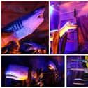 Monsters of the Sea from World Touring Exhibitions is coming to Peterborough Cathedral this summer.