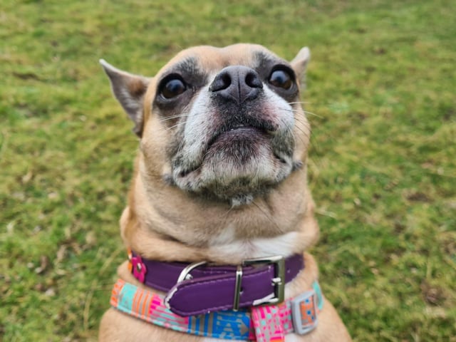 Stella De Luna is a three-year-old crossbreed. She was admitted in February 2022.