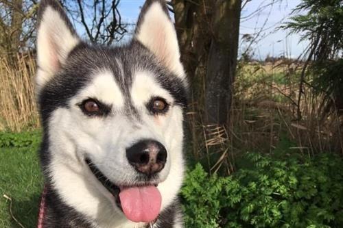 Alaska is an eight-year-old female husky, admitted to Woodgreen in May 2022.