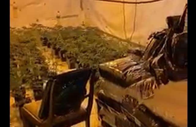 Scores of cannabis plants were found in the raid