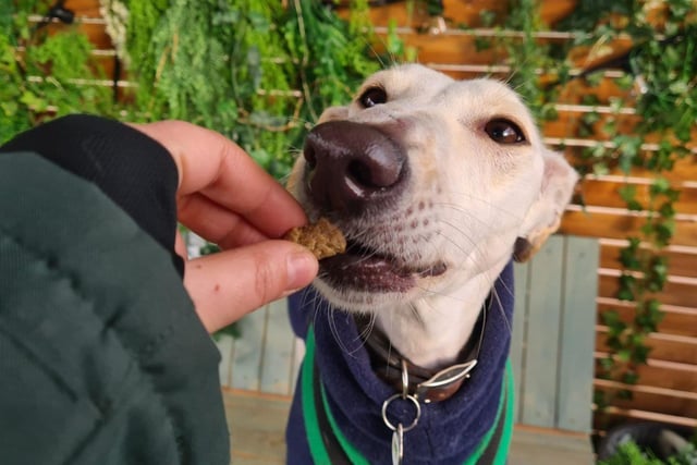 Ghost is a three-year-old lurcher