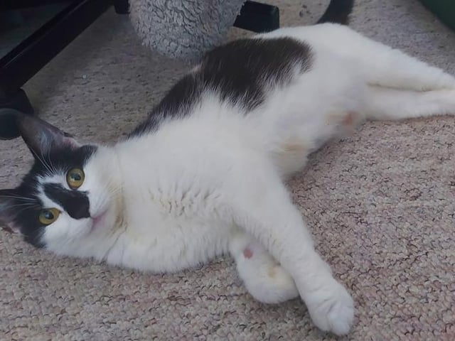 A pregnant Cookie