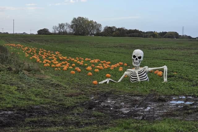 The farm's pumpkin patch