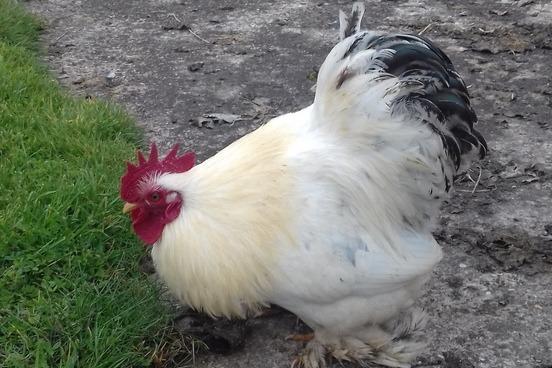 Tom is a one-year-and-six-month-old frizzle chicken. He was admitted June 2021.