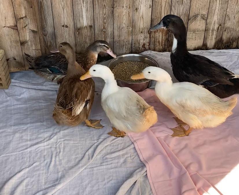 Christmas Quackers: RSPCA rescue ducks named after Clarkson's Farm ...