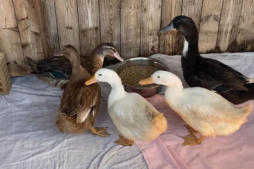 Quackers Farm Christmas Quackers: RSPCA rescue ducks named after Clarkson's Farm ...