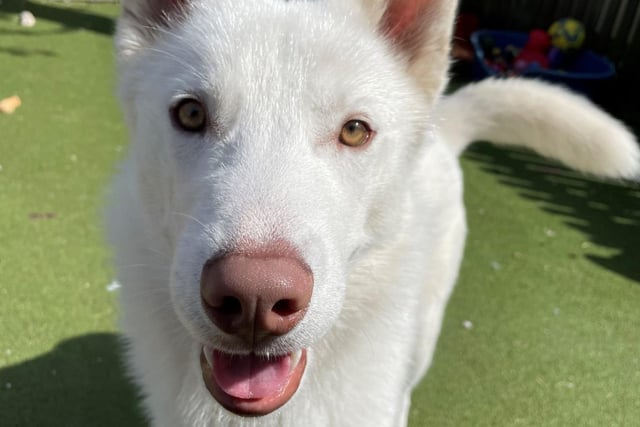 Olaf is a six-month-old husky. He was admitted April 2022