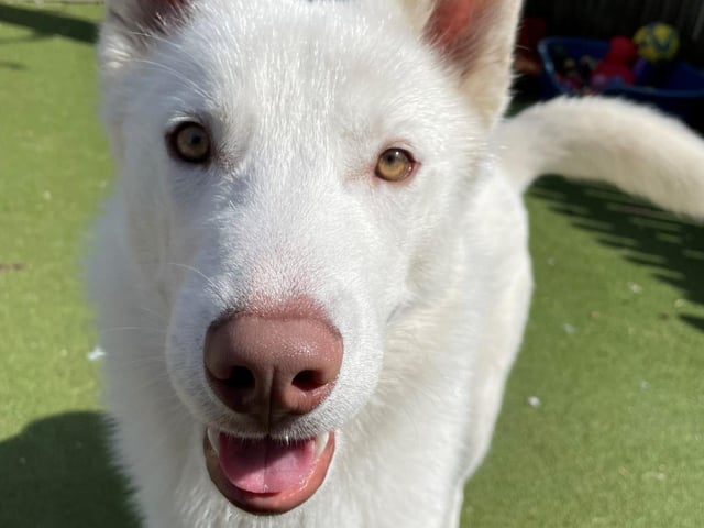 Olaf is a six-month-old husky. He was admitted April 2022