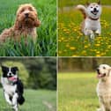 These are the most popular dog breeds in different parts of the world