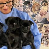 The pups were found abandoned earlier this month