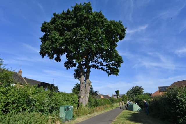 The 600-year-old tree in Bretton has seen a small encampment beneath it and man who has taken up residence in the tree.