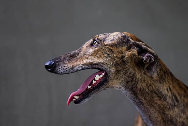 Stock image of a greyhound dog