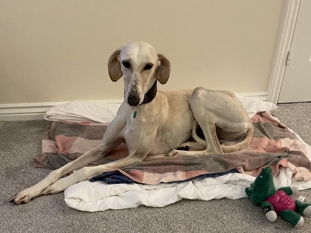 Cassie is a two-year-old Lurcher. She was admitted November 2021.