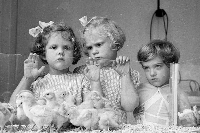 Pat and Anne Darcey with Barbara Lofthouse looking at the chicks at Peterborough agricultural show in July 1956.