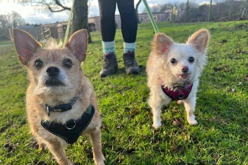 Teddy & Freddy are aged 10 and 15 years old and are male Chihuahua cross. They could live with cats and other small pets - but are not suitable to live with other dogs. They could live with children over the age of 8yrs + who understand that they probably do not want to be picked up and carried around. They need some patient and understanding owners, who will give them the space they need and take them on little walks