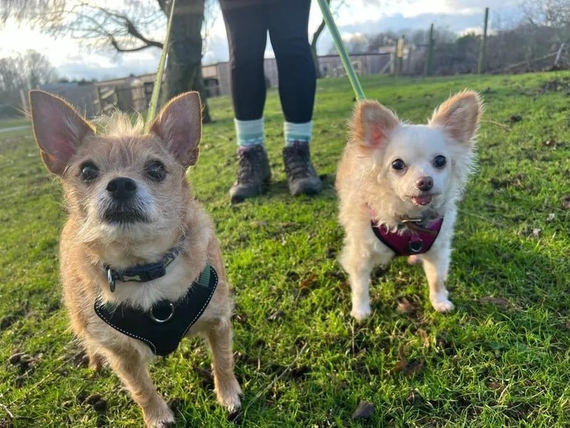 Teddy & Freddy are aged 10 and 15 years old and are male Chihuahua cross. They could live with cats and other small pets - but are not suitable to live with other dogs. They could live with children over the age of 8yrs + who understand that they probably do not want to be picked up and carried around. They need some patient and understanding owners, who will give them the space they need and take them on little walks