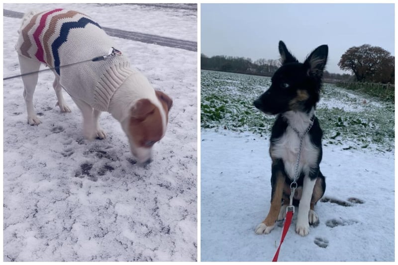 Some of our canine friends were confused by the snow, while others were just curious. All were super-cute!