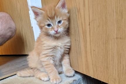 Tila's kitten Peanut