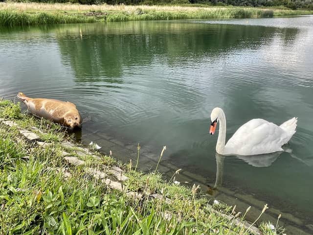 Bert was spotted at the Rowing Lake in Peterborough. Photo: Jen Cowley