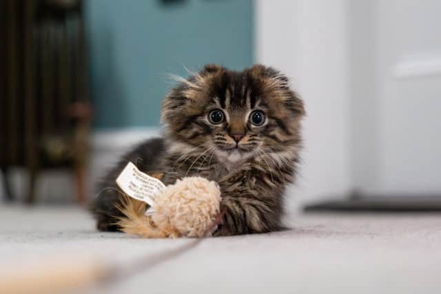 Kiara had lost the tips of her ears and her tail by the time she arrived at Woodgreen Pets Charity in Godmanchester.