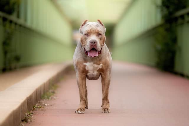 Owners of XL Bully dogs have until noon on February 1 to apply for an exemption certificate (image: Adobe)