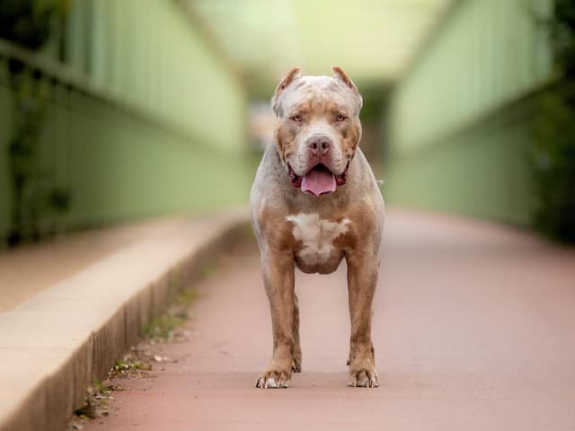 Owners of XL Bully dogs have until noon on February 1 to apply for an exemption certificate (image: Adobe)