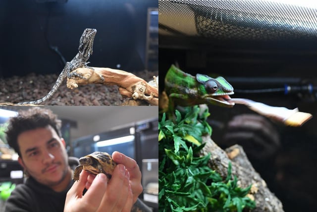 The weird and wonderful reptiles at Reptili