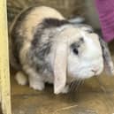 Male mini lop rabbit Caramel is three years and four months old. He is neutered and needs a companion rabbit to live with.