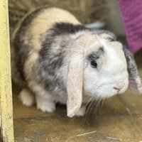 GALLERY: 12 small pets at Woodgreen Pets Charity near Peterborough in need of new homes