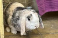 Male mini lop rabbit Caramel is three years and four months old. He is neutered and needs a companion rabbit to live with.