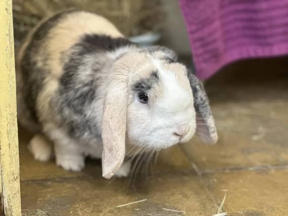 Male mini lop rabbit Caramel is three years and four months old. He is neutered and needs a companion rabbit to live with.