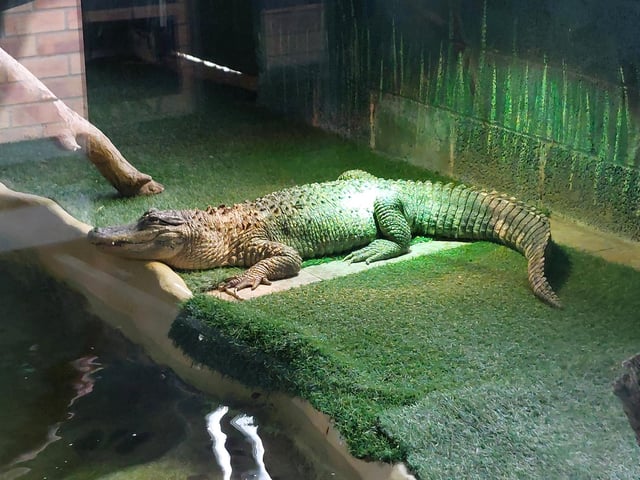 George the Mississippi alligator was found in a bathtub