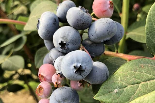 The delicious blueberries that go into the award winning wines made at Lutton Farms  in Oundle.