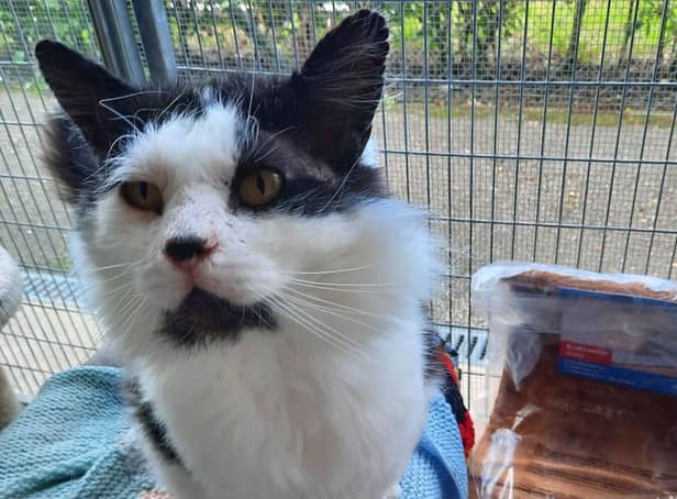 Bee Bee is an eight-year-old black and white cat who was rescued by the RSPCA in May 2021.
