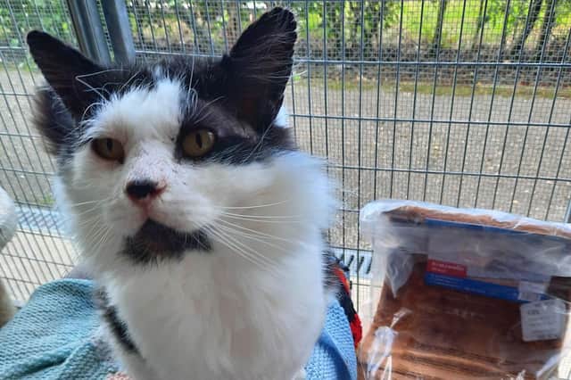 Bee Bee is an eight-year-old black and white cat who was rescued by the RSPCA in May 2021.